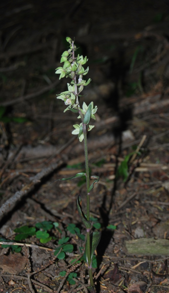 Epipactis purpurata